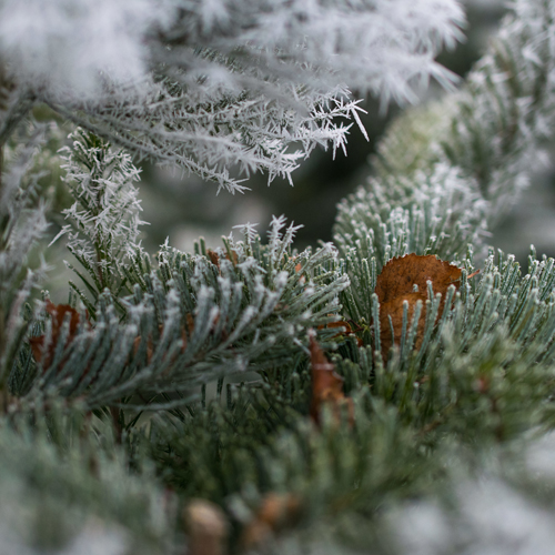 Kerstklimmen